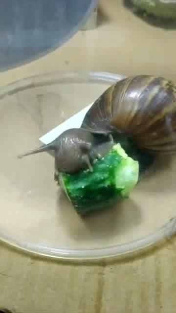 蜗牛视频吃瓜,揭秘娱乐圈那些吃瓜背后的真相