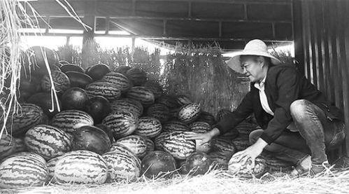 文县吃瓜群众事件真相视频,真相视频背后的真相