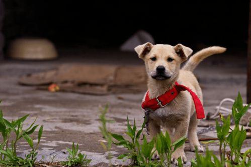 田园犬吃蜜瓜视频大全,欢乐瞬间大盘点
