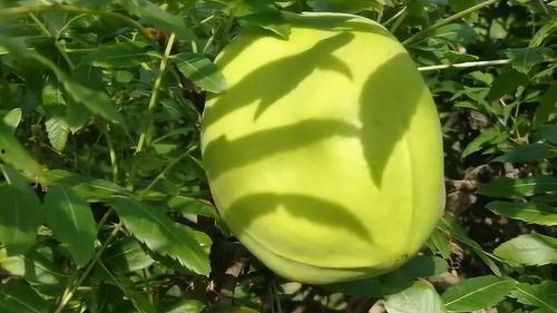 特别苦的野瓜可以吃吗视频,能否食用及安全指南