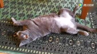 吃瓜小猫被抓视频播放,萌宠遭遇引关注