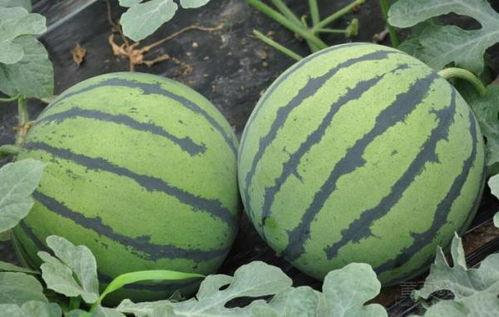 河南结婚吃瓜视频大全最新,揭秘婚礼现场那些趣味瞬间