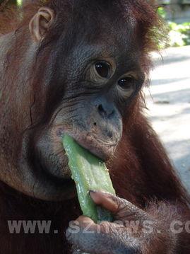 老太太吃瓜像猩猩视频