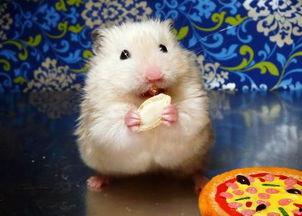 仓鼠可以吃麒麟瓜吗视频